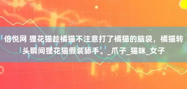 倍悦网 狸花猫趁橘猫不注意打了橘猫的脑袋，橘猫转头瞬间狸花猫假装舔手。_爪子_猫咪_女子